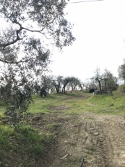 11 Terreni Agricoli in Vendita a Arezzo